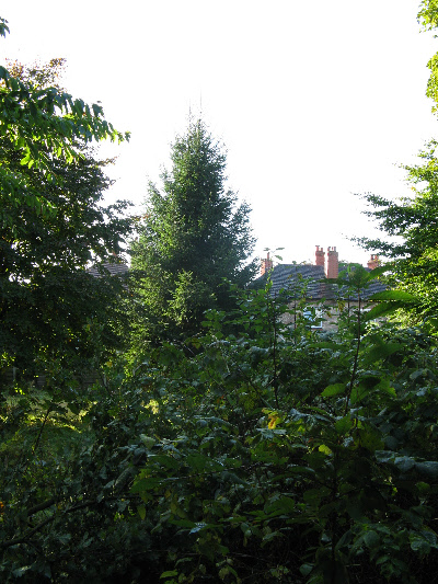 jungle to be cleared